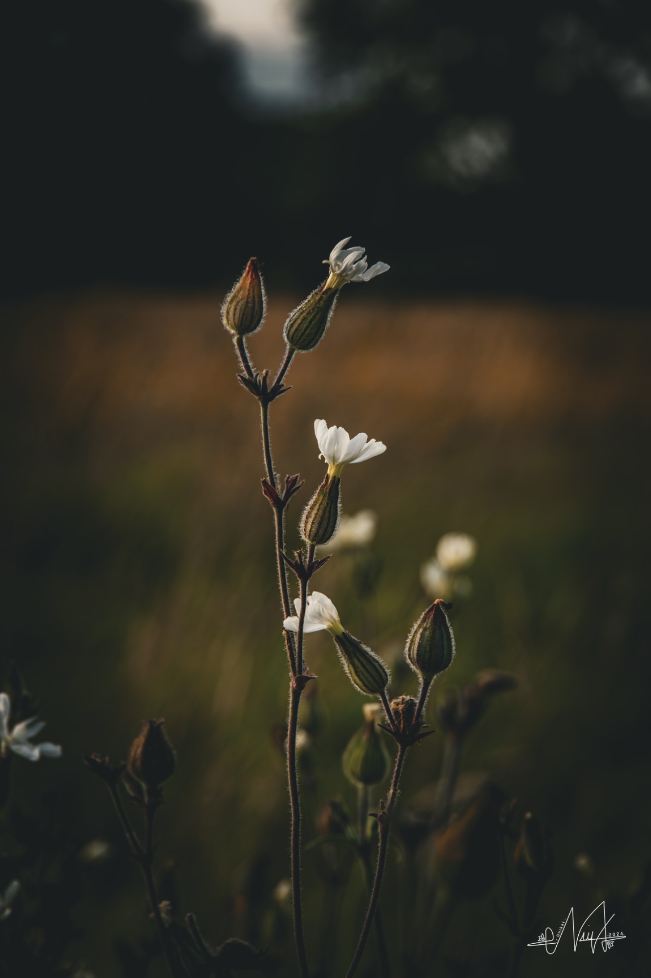 Weiße Lichtnelke (Silene latifolia) im Feld